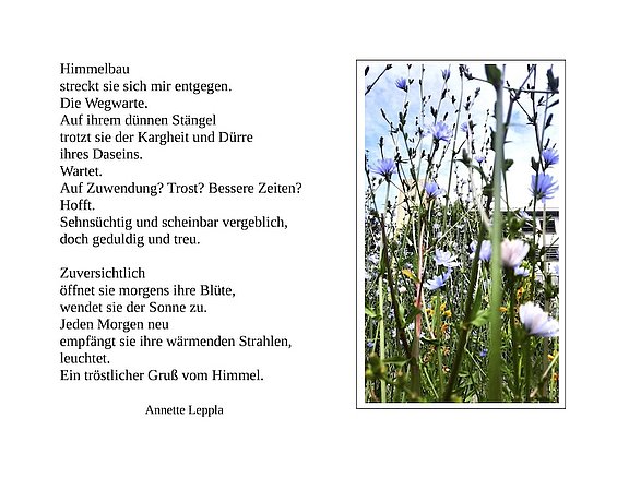 Wegwarte2.jpg 
